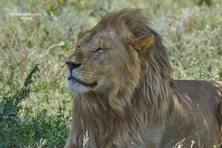 7-Day Luxury Safari: Serengeti, Tarangire & Ngorongoro Crater photo 2