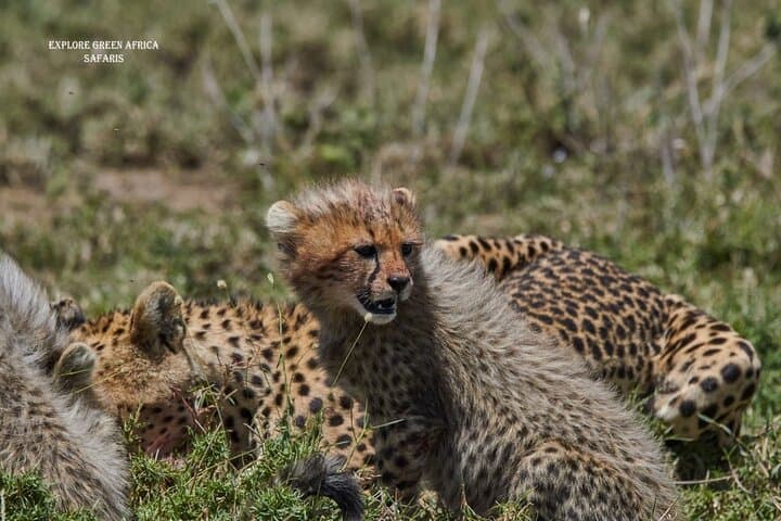 7-Day Luxury Safari: Serengeti, Tarangire & Ngorongoro Crater photo 3