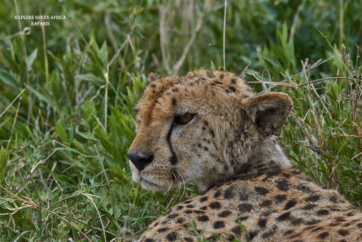 7-Day Luxury Safari: Serengeti, Tarangire & Ngorongoro Crater photo 4