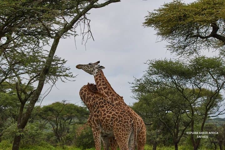 7-Day Luxury Safari: Serengeti, Tarangire & Ngorongoro Crater photo 5