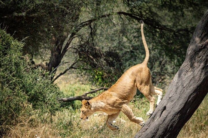 7-Day Luxury Safari: Serengeti, Tarangire & Ngorongoro Crater photo 6