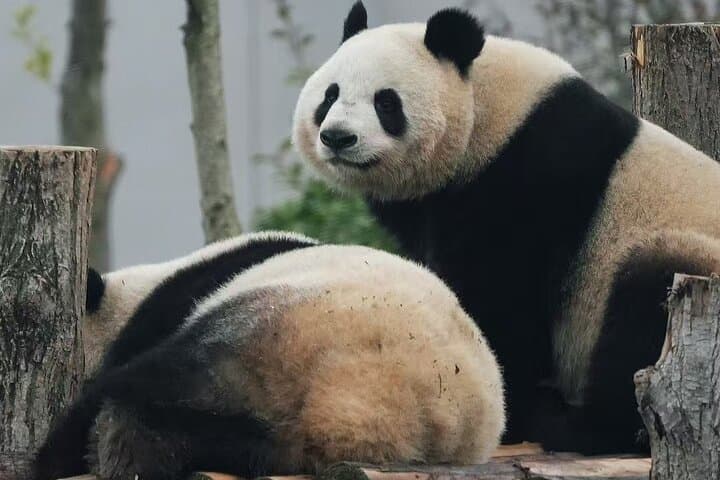 Chengdu Giant Panda Breeding Base — Ticket Booking & Visit Guide photo 4