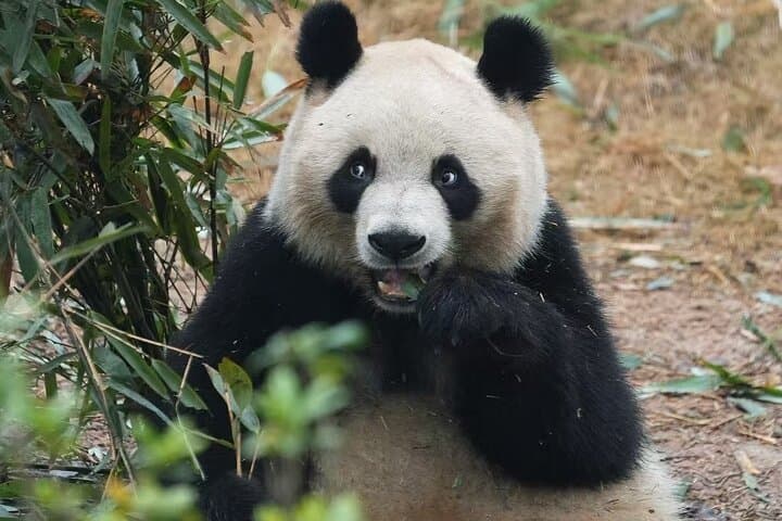 Chengdu Giant Panda Breeding Base — Ticket Booking & Visit Guide photo 5