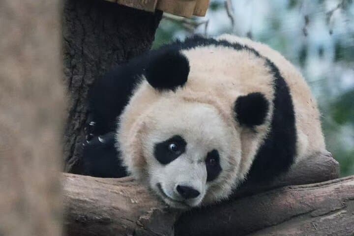 Chengdu Giant Panda Breeding Base — Ticket Booking & Visit Guide photo 6