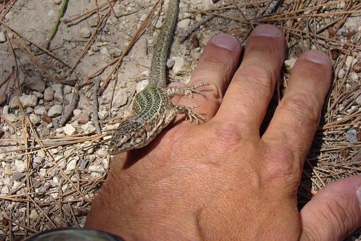 Ibiza Nature Jeep Tour: Explore the Northern Mountains, Hidden Valleys & Benirrás Beach photo 2