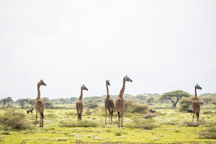 Arusha National Park Game Drive and Walking Tour — Private Day Trip