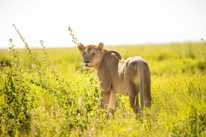 Arusha National Park Game Drive and Walking Tour — Private Day Trip photo 2