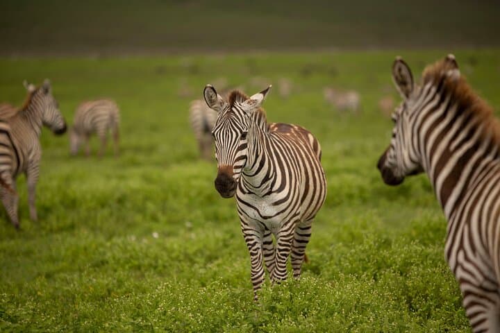 Arusha National Park Game Drive and Walking Tour — Private Day Trip photo 3