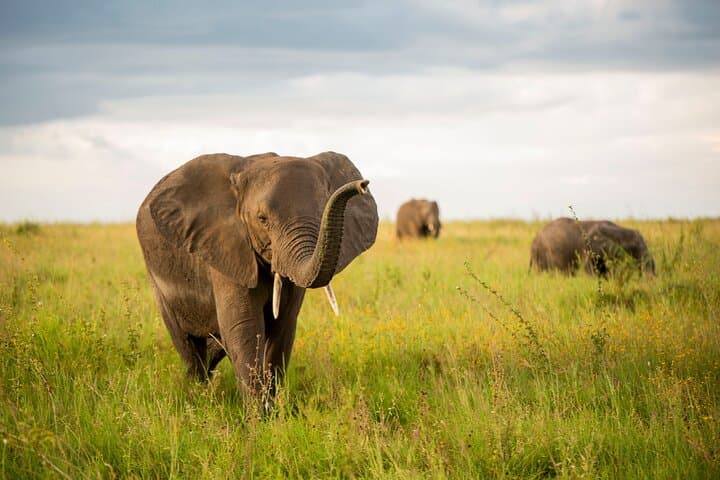 Two-Day Private Mid-Range Lodge Safari: Tarangire & Ngorongoro from Arusha