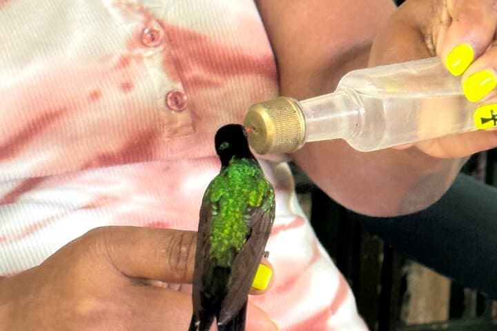 Lethe Bamboo Rafting and Rocklands Bird Sanctuary Combo from Montego Bay photo 2
