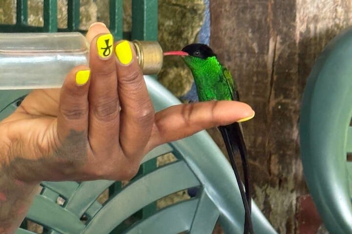 Lethe Bamboo Rafting and Rocklands Bird Sanctuary Combo from Montego Bay photo 3