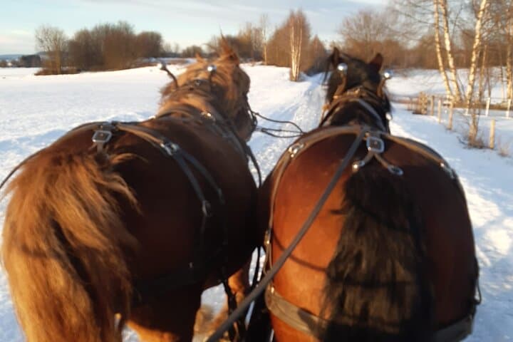 Horse-Drawn Carriage & Sleigh Rides at Fokhol Gård, Stange