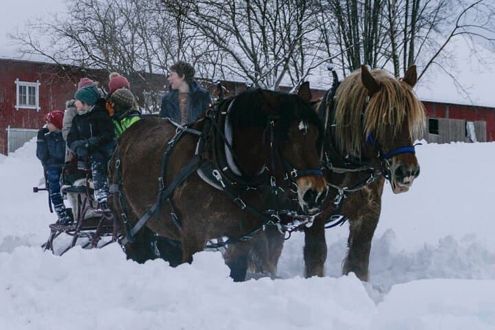 Horse-Drawn Carriage & Sleigh Rides at Fokhol Gård, Stange photo 2