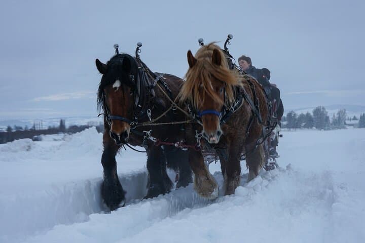 Horse-Drawn Carriage & Sleigh Rides at Fokhol Gård, Stange photo 3