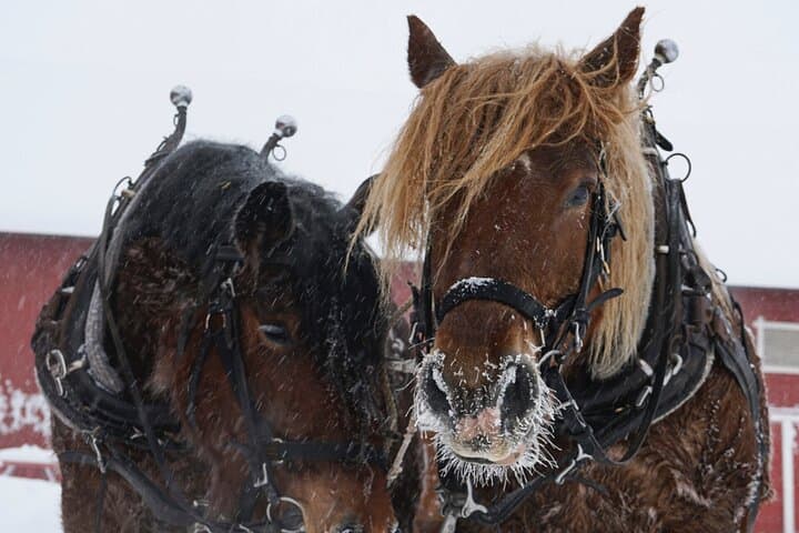 Horse-Drawn Carriage & Sleigh Rides at Fokhol Gård, Stange photo 4