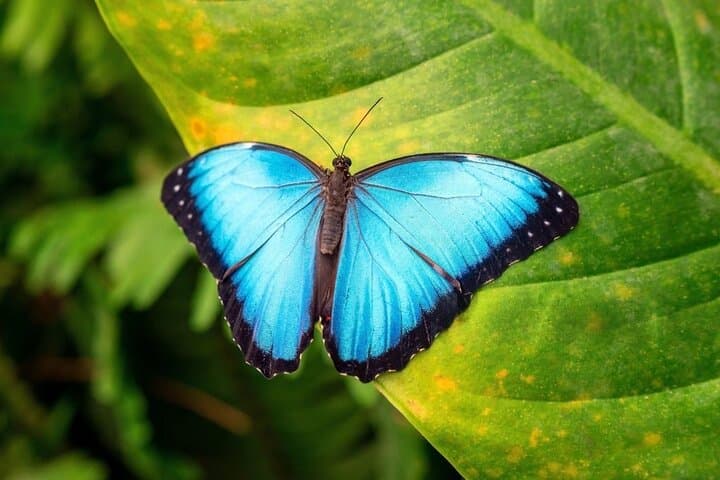 Cloud Forest Day in Mindo: Zip Lines, Birding & Chocolate Tours
