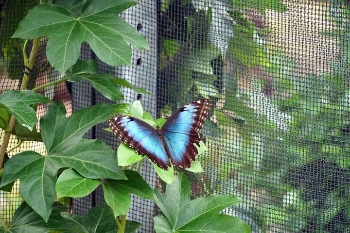 Cloud Forest Day in Mindo: Zip Lines, Birding & Chocolate Tours photo 3