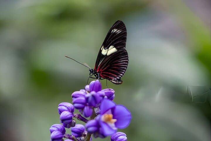 Cloud Forest Day in Mindo: Zip Lines, Birding & Chocolate Tours photo 4