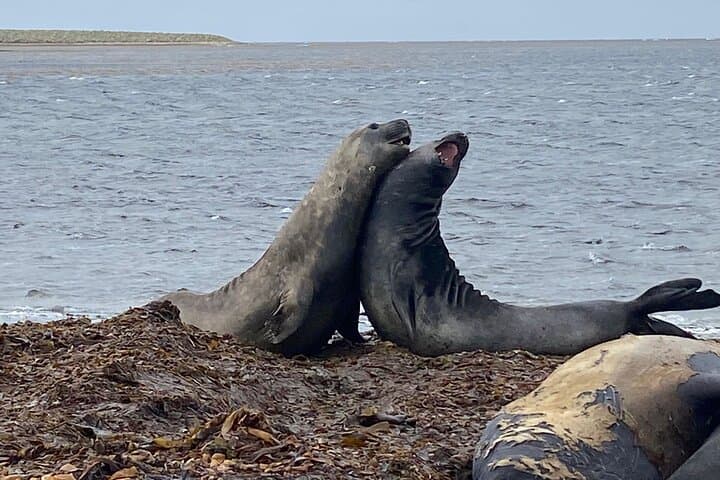 Kelp Point 4x4 Tour: Up Close with Southern Elephant Seals & Gentoo Penguins photo 1