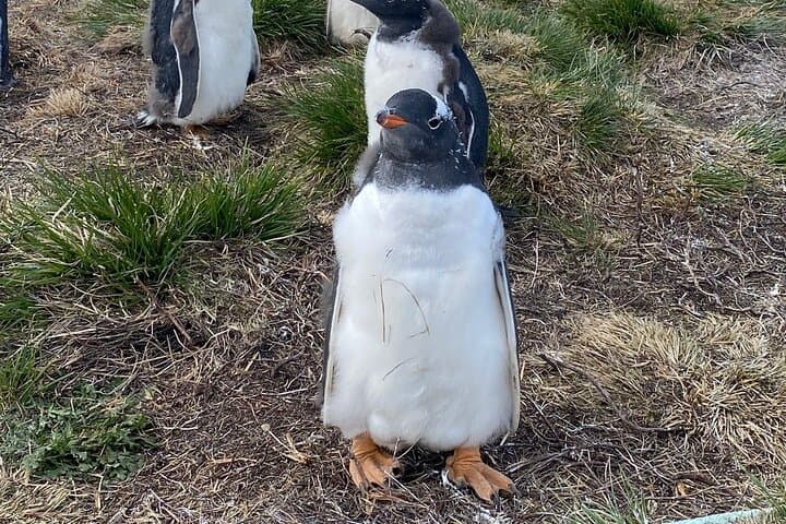 Kelp Point 4x4 Tour: Up Close with Southern Elephant Seals & Gentoo Penguins photo 2