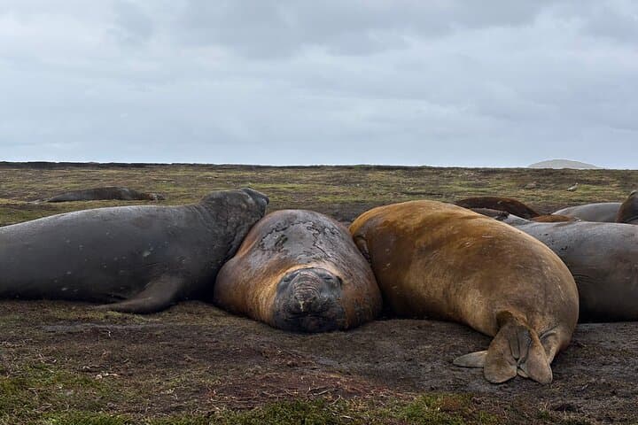 Kelp Point 4x4 Tour: Up Close with Southern Elephant Seals & Gentoo Penguins photo 3