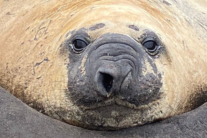 Kelp Point 4x4 Tour: Up Close with Southern Elephant Seals & Gentoo Penguins photo 4