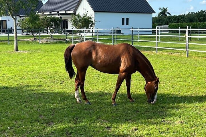 Horseback Riding in Miami's Countryside: Guided Ranch Trail Ride photo 2