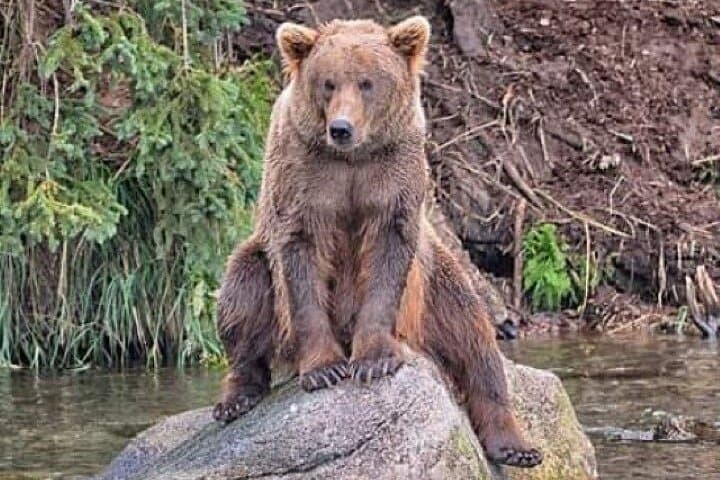 Explore Alaska’s Wildlife and Glaciers: A Scenic Journey from Anchorage