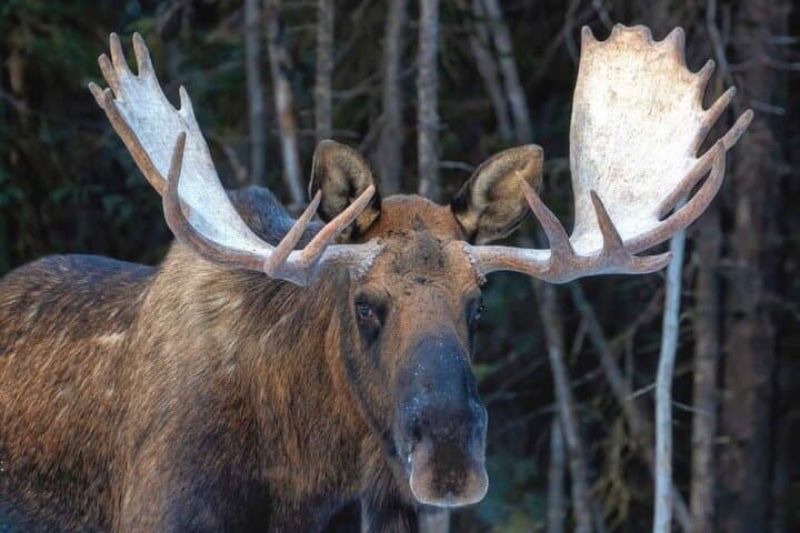 Explore Alaska’s Wildlife and Glaciers: A Scenic Journey from Anchorage photo 4