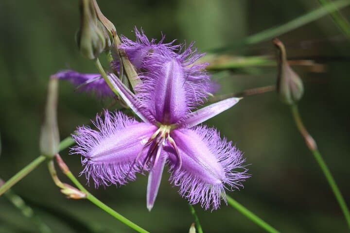 BushTracks Eco Tour: Bushtucker Walk & Native Bee Encounter Near Agnes Water photo 3