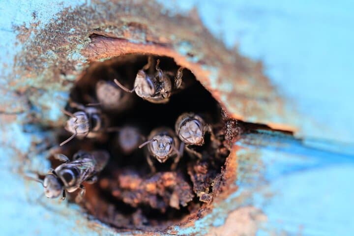 BushTracks Eco Tour: Bushtucker Walk & Native Bee Encounter Near Agnes Water photo 5