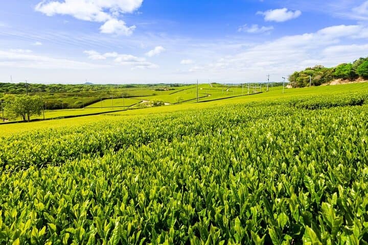 Fujikawachi Tea Fields Walking Tour: Learn Yamaguchi Tea with Local Farmers