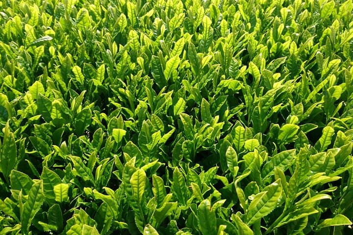Fujikawachi Tea Fields Walking Tour: Learn Yamaguchi Tea with Local Farmers photo 3