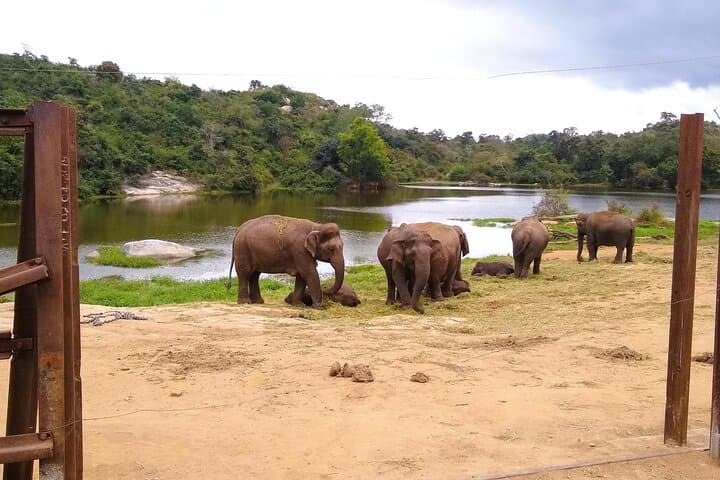 Bannerghatta Safari from Bangalore: Skip-the-Line Wildlife Tour with Naturalist photo 4