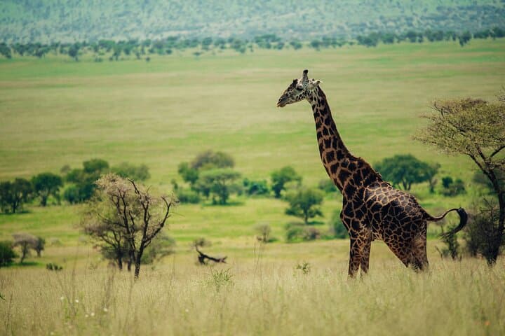 Arusha National Park Game Drive and Walking Tour — Private Day Trip photo 4