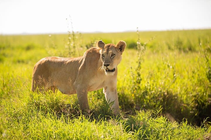 Tarangire National Park Day Safari: Private Game Drive from Arusha photo 3