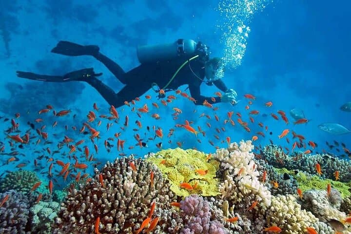 Nha Trang Marine Park: 2-Dive Beginner Scuba Tour at Hon Mun
