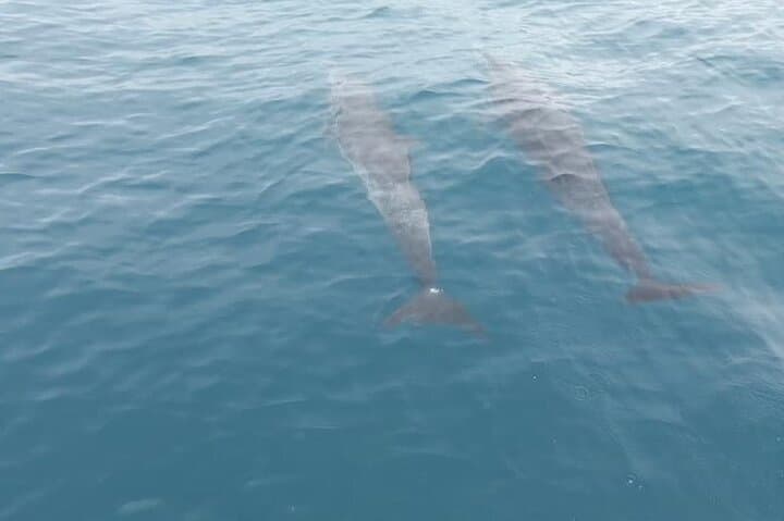 Cano Island Scuba Diving from Drake Bay: Two Dives on Costa Rica’s Coral Frontier photo 6