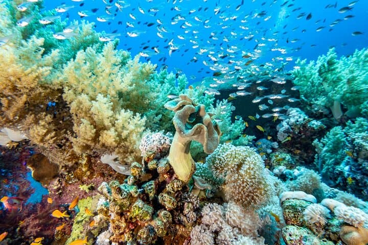 El Gouna Two‑Dive Scuba Trip: Red Sea Day Boat from Abydos Harbor photo 5
