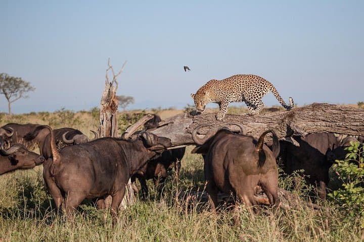 Epic 5-Day Arusha Safari: Tarangire, Serengeti, Ngorongoro & Manyara photo 4