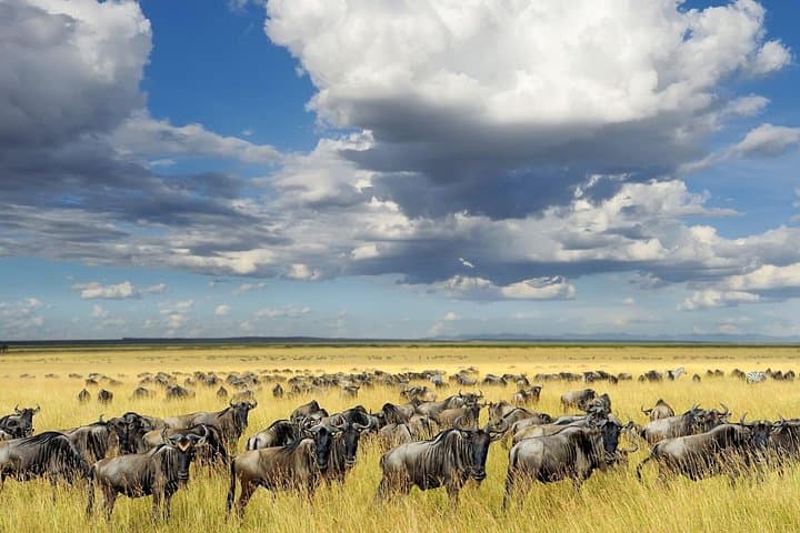 Epic 5-Day Arusha Safari: Tarangire, Serengeti, Ngorongoro & Manyara photo 3