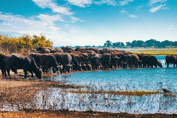 Epic 5-Day Arusha Safari: Tarangire, Serengeti, Ngorongoro & Manyara photo 2