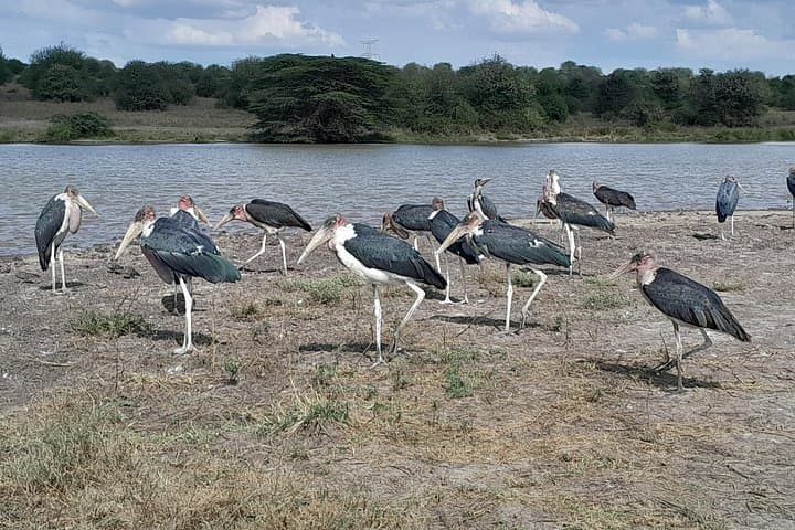 3-Day Budget Safari in Maasai Mara — Two Nights Camping with Hotel Pickup photo 3