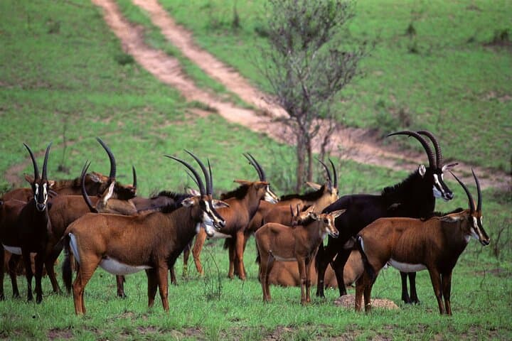Overnight Safari to Shimba Hills: Game Drives, Sheldrick Falls & Sable Antelope photo 3
