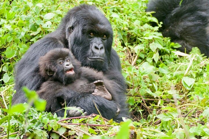 Gorilla Trekking in Rwanda: Volcanoes National Park Day Trek from Kigali photo 3