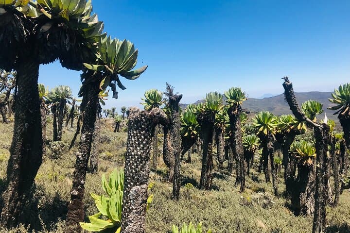 4-Day Mt Elgon Hike via Bushiyi Trail — Wagagai Summit & Camping