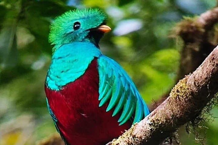 Monteverde Birdwatching Tour: Spot Resplendent Quetzals, Toucans & Hummingbirds photo 2