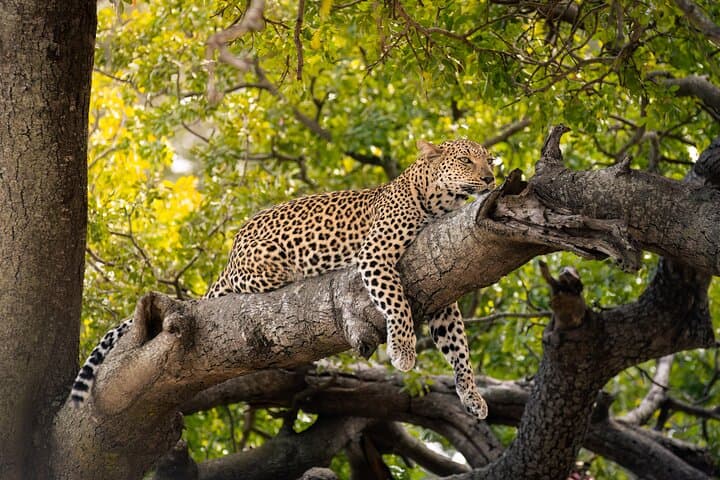 Kruger National Park Private-Guide Wildlife Safari: Big Five Day Drive photo 2