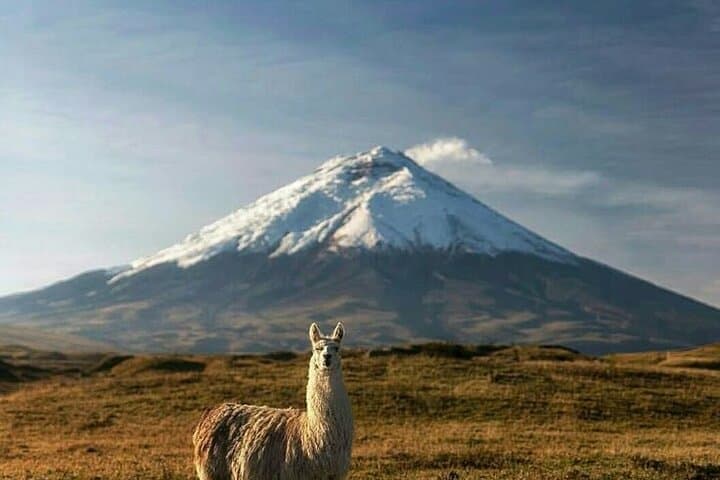 Cotopaxi in a Day: Hike to José Rivas Refuge & Limpiopungo photo 4