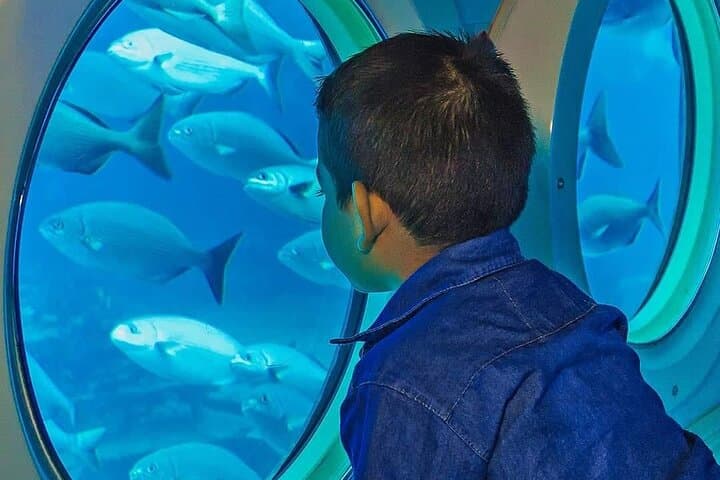 Cozumel Submarine Tour: Underwater Views, Ferry Ride & Cozumel Free Time photo 5
